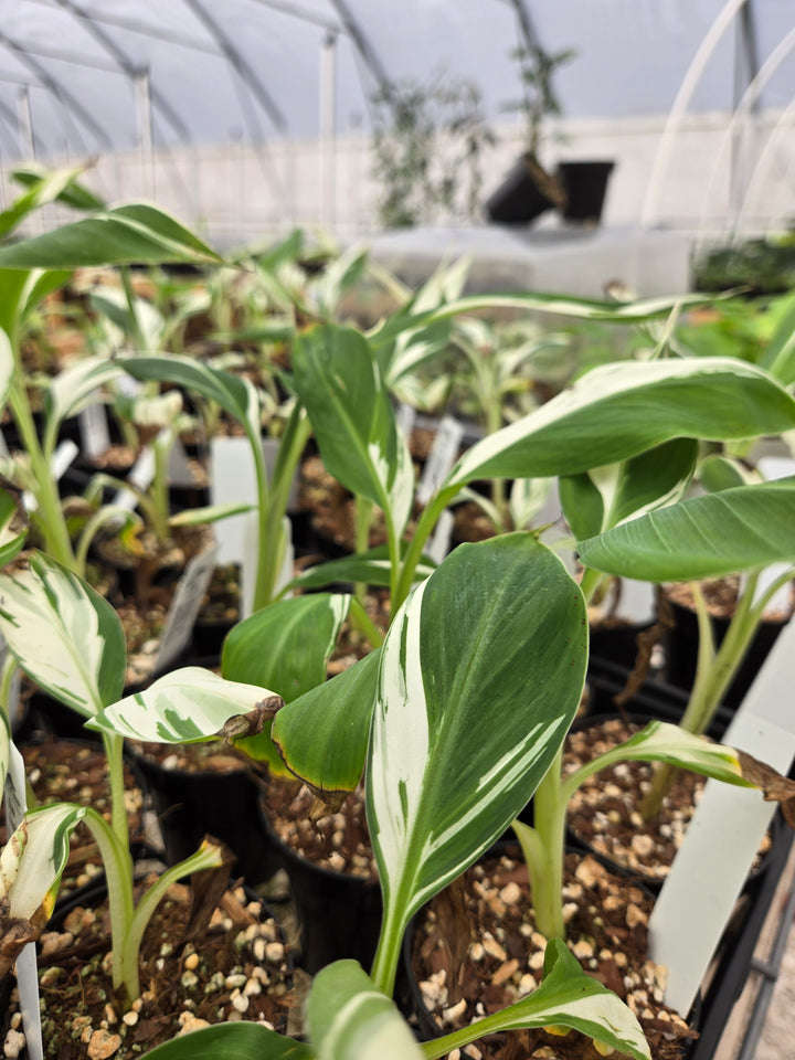 Musa Florida (3in)- Growers Choice