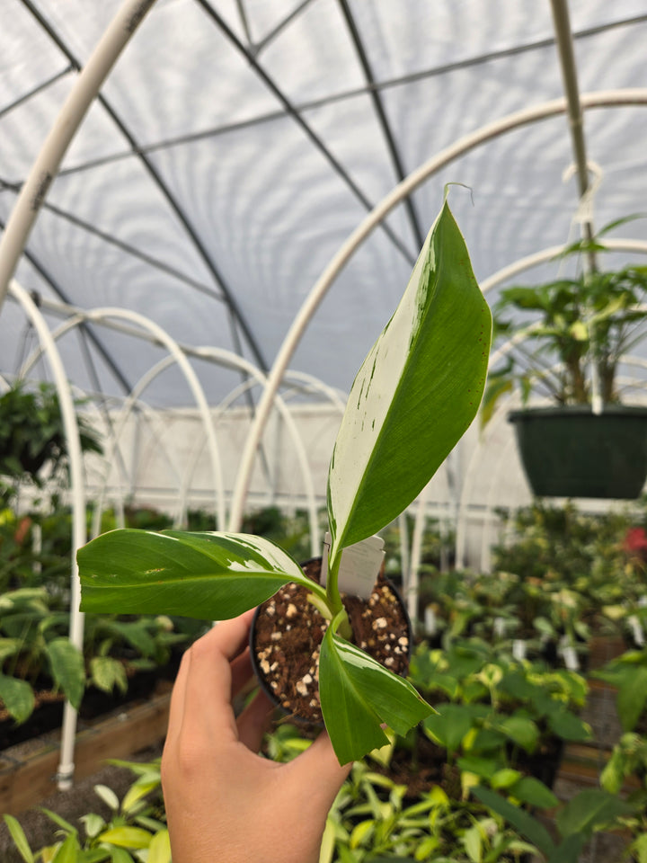 Musa Florida (3in)- Growers Choice