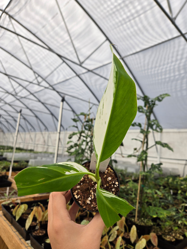 Musa Florida (3in)- Growers Choice