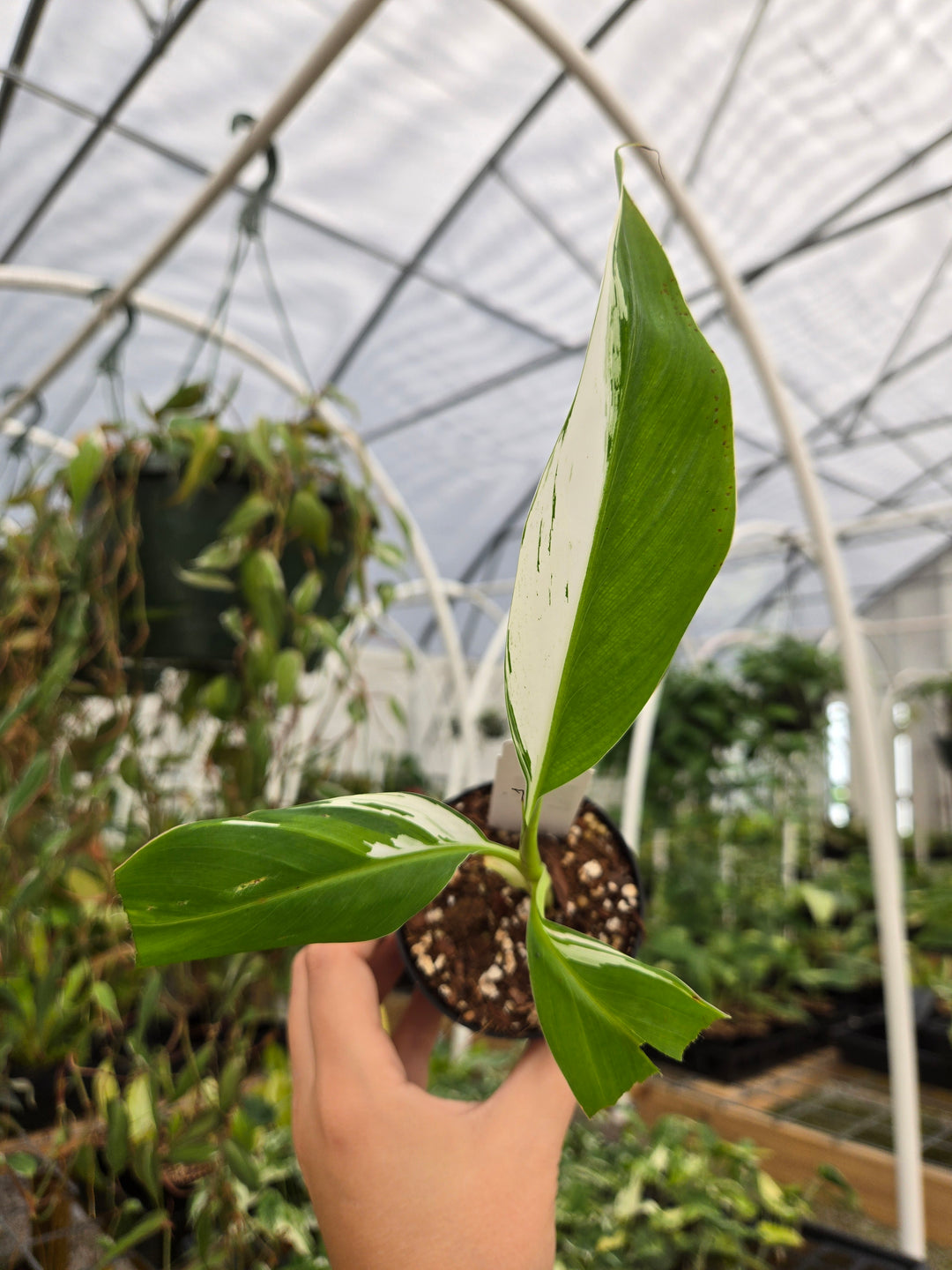 Musa Florida (3in)- Growers Choice