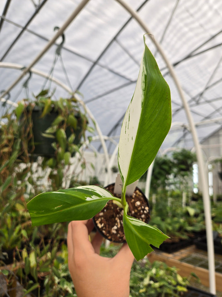 Musa Florida (3in)- Growers Choice