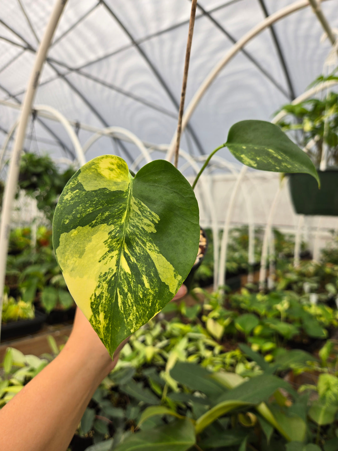 Monstera Deliciosa Yellow Marilyn (3in)- Growers Choice