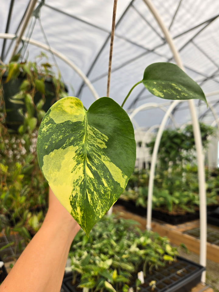 Monstera Deliciosa Yellow Marilyn (3in)- Growers Choice