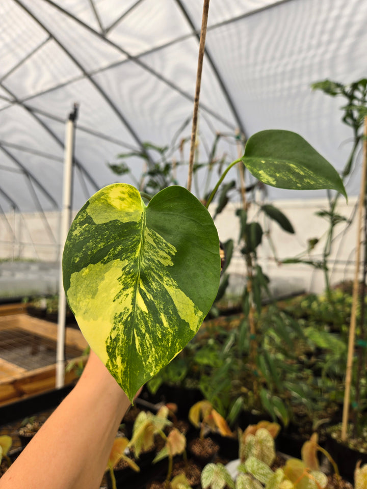 Monstera Deliciosa Yellow Marilyn (3in)- Growers Choice