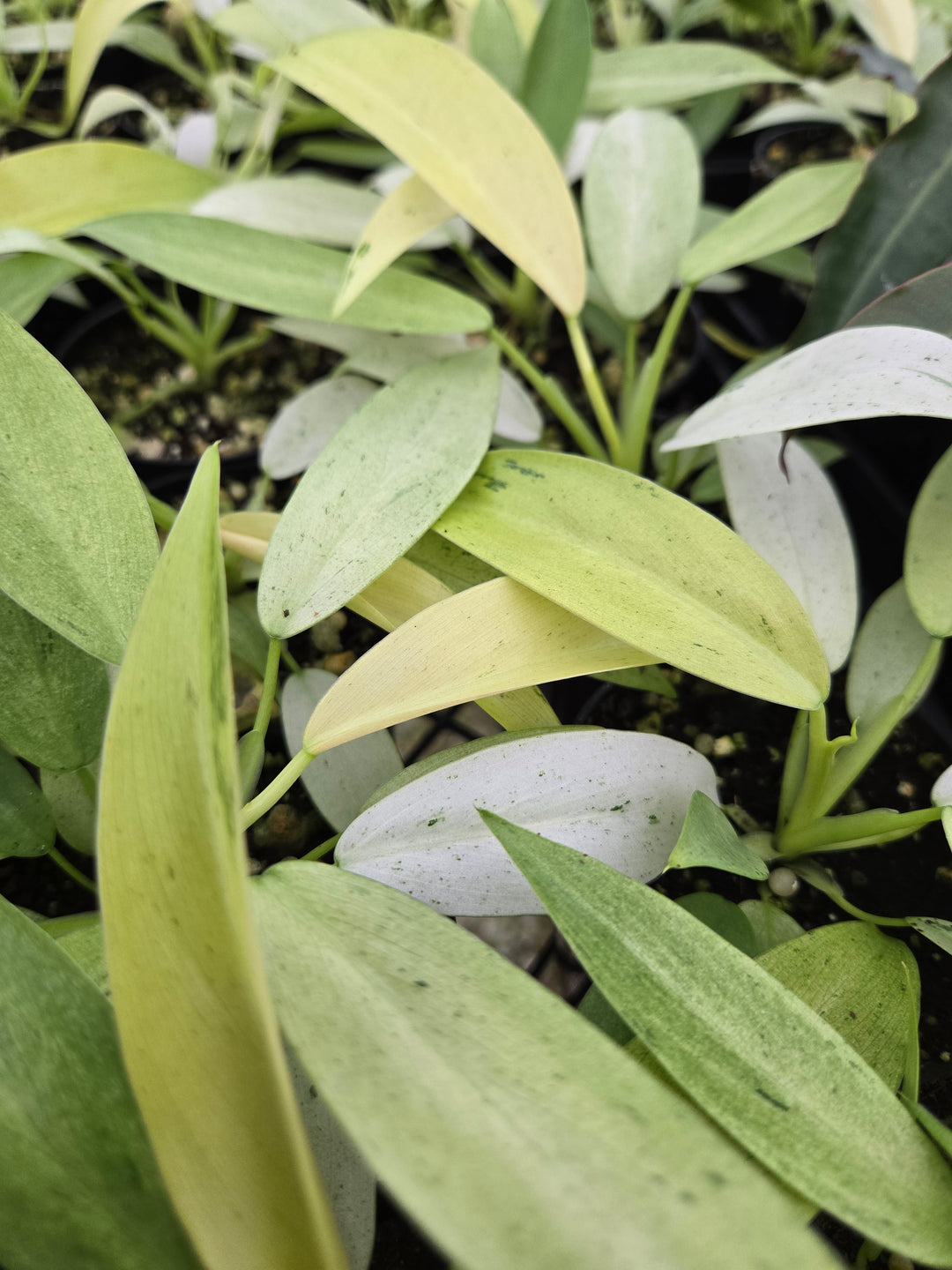 Philodendron Whipple Way (3in)- Growers Choice