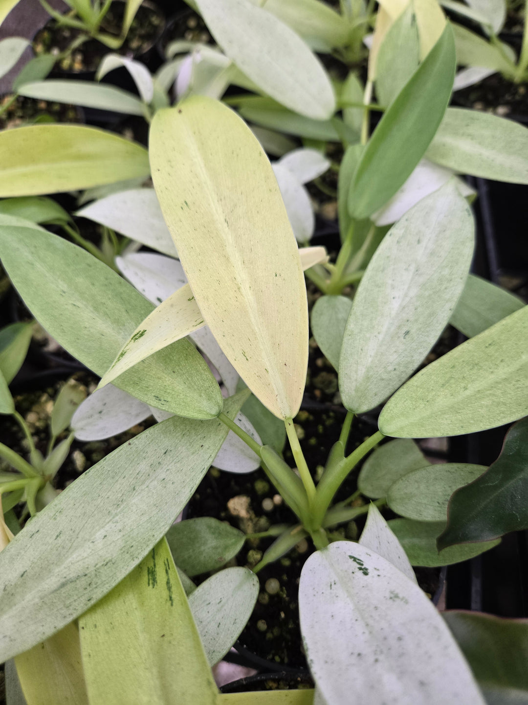 Philodendron Whipple Way (3in)- Growers Choice