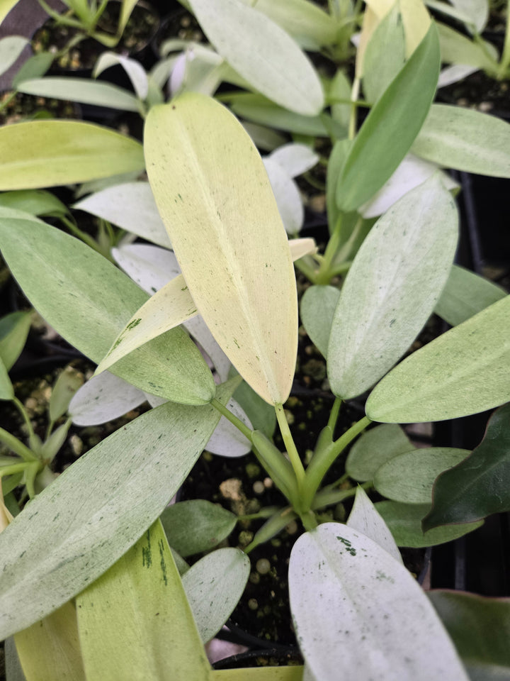 Philodendron Whipple Way (3in)- Growers Choice
