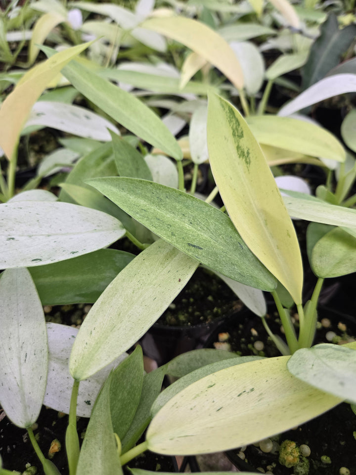 Philodendron Whipple Way (3in)- Growers Choice