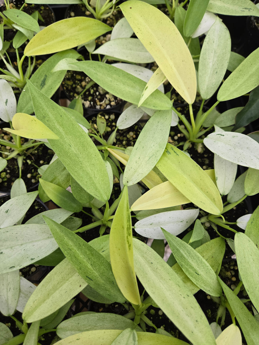 Philodendron Whipple Way (3in)- Growers Choice