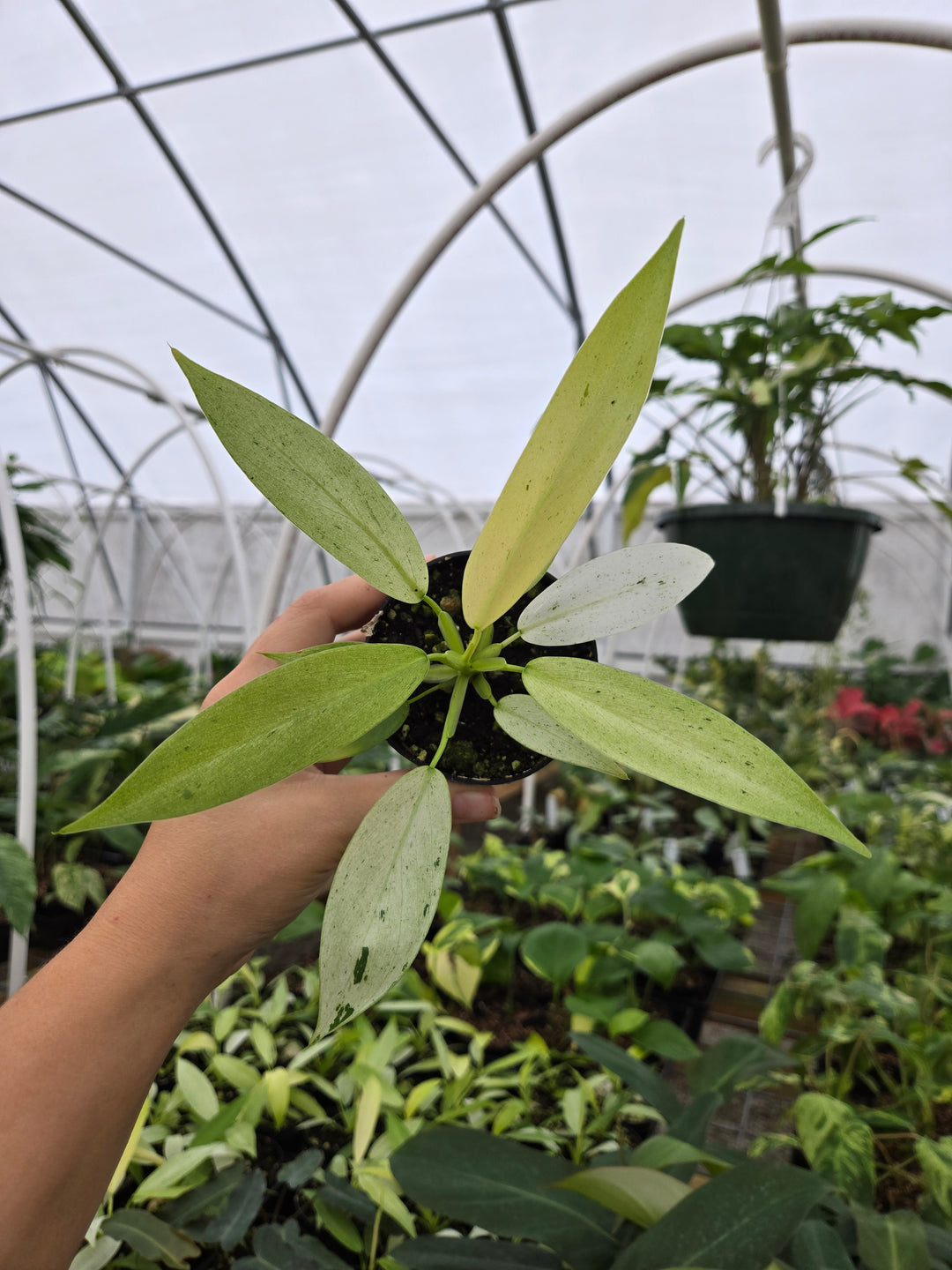 Philodendron Whipple Way (3in)- Growers Choice
