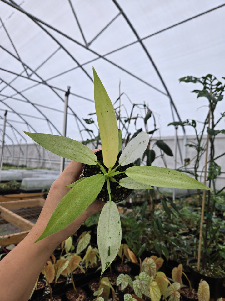 Philodendron Whipple Way (3in)- Growers Choice