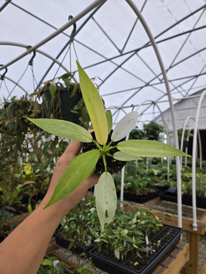 Philodendron Whipple Way (3in)- Growers Choice