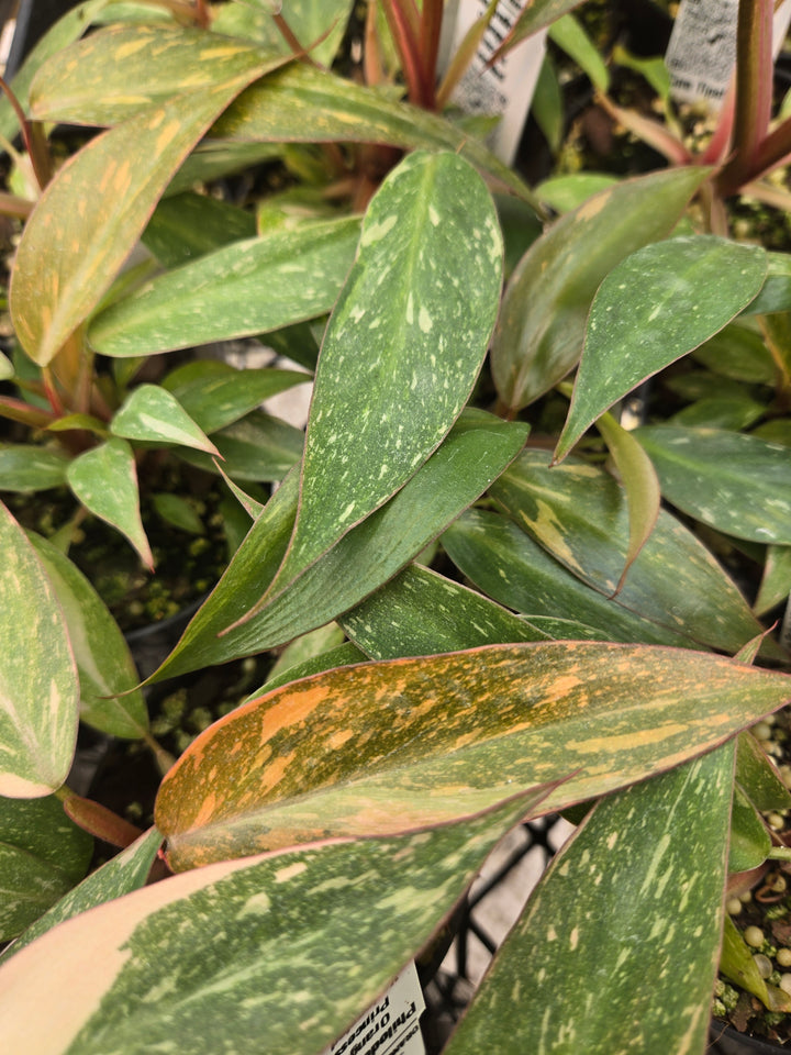 Philodendron Variegated Orange Princess (3in)-Growers Choice