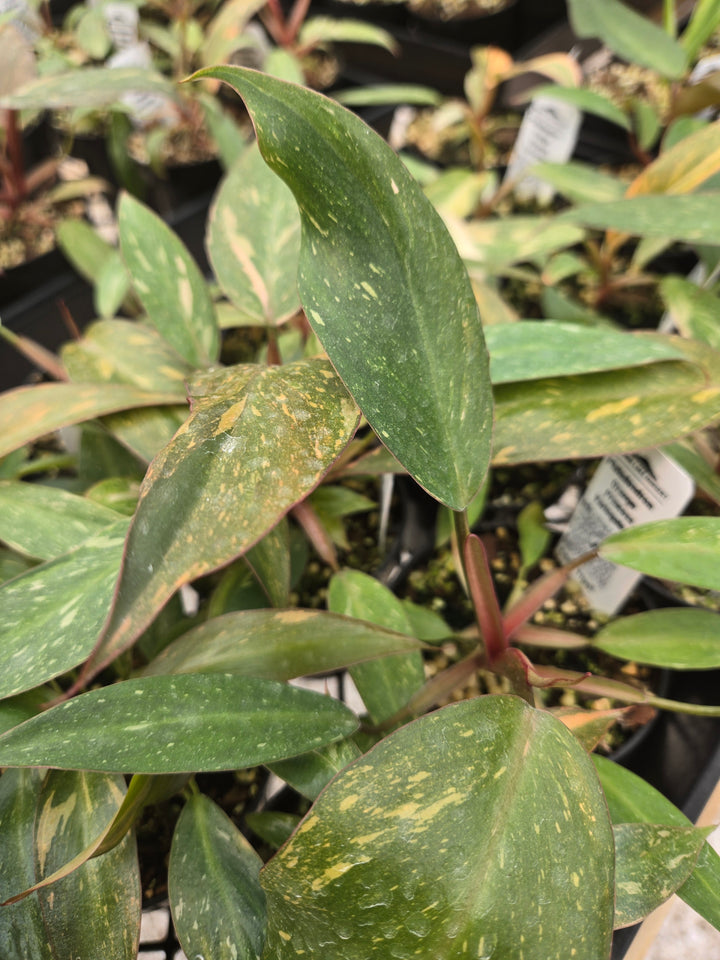 Philodendron Variegated Orange Princess (3in)-Growers Choice