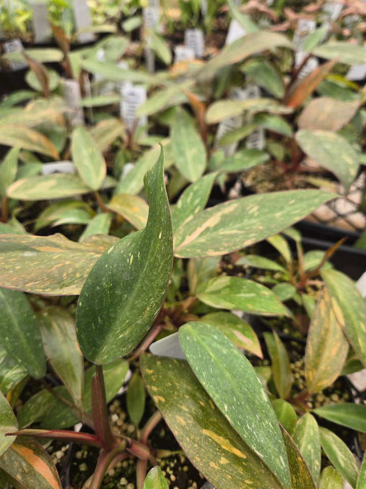 Philodendron Variegated Orange Princess (3in)-Growers Choice