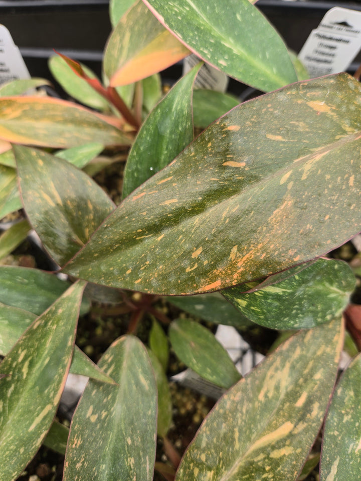 Philodendron Variegated Orange Princess (3in)-Growers Choice