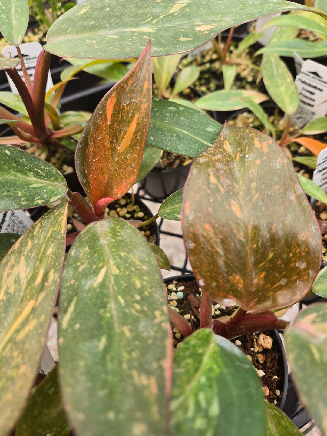 Philodendron Variegated Orange Princess (3in)-Growers Choice
