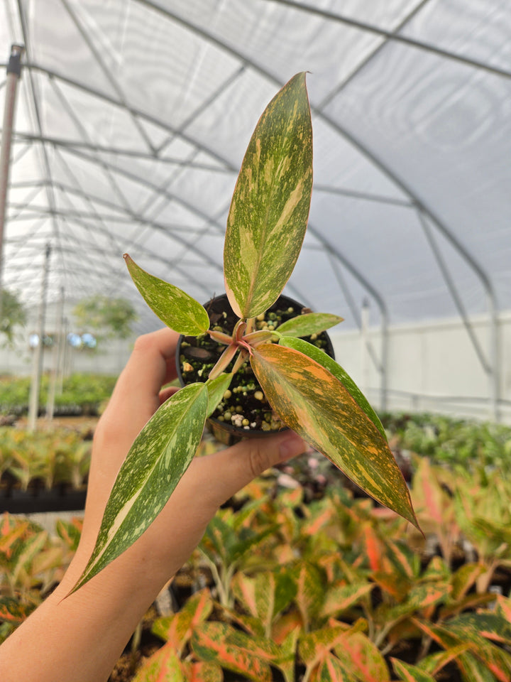 Philodendron Variegated Orange Princess (3in)-Growers Choice