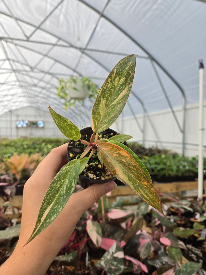 Philodendron Variegated Orange Princess (3in)-Growers Choice