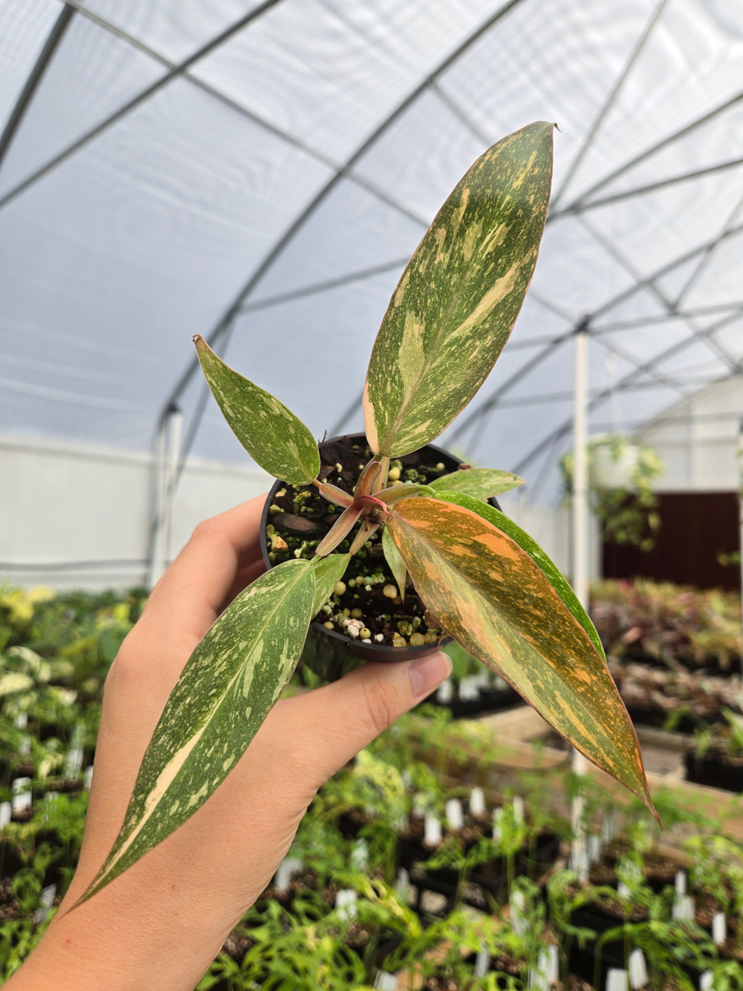 Philodendron Variegated Orange Princess (3in)-Growers Choice