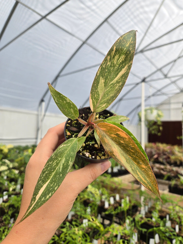 Philodendron Variegated Orange Princess (3in)-Growers Choice