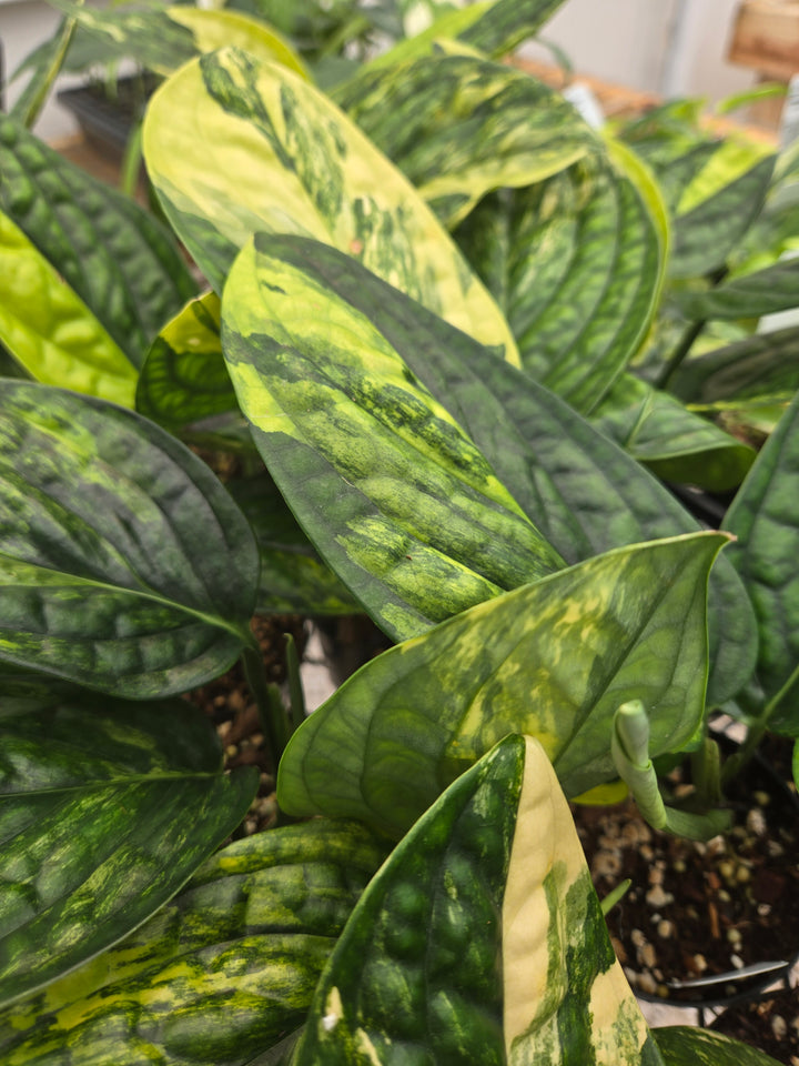 Monstera Variegated Peru (3in)- Growers Choice