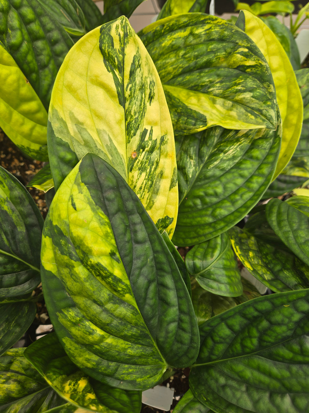 Monstera Variegated Peru (3in)- Growers Choice