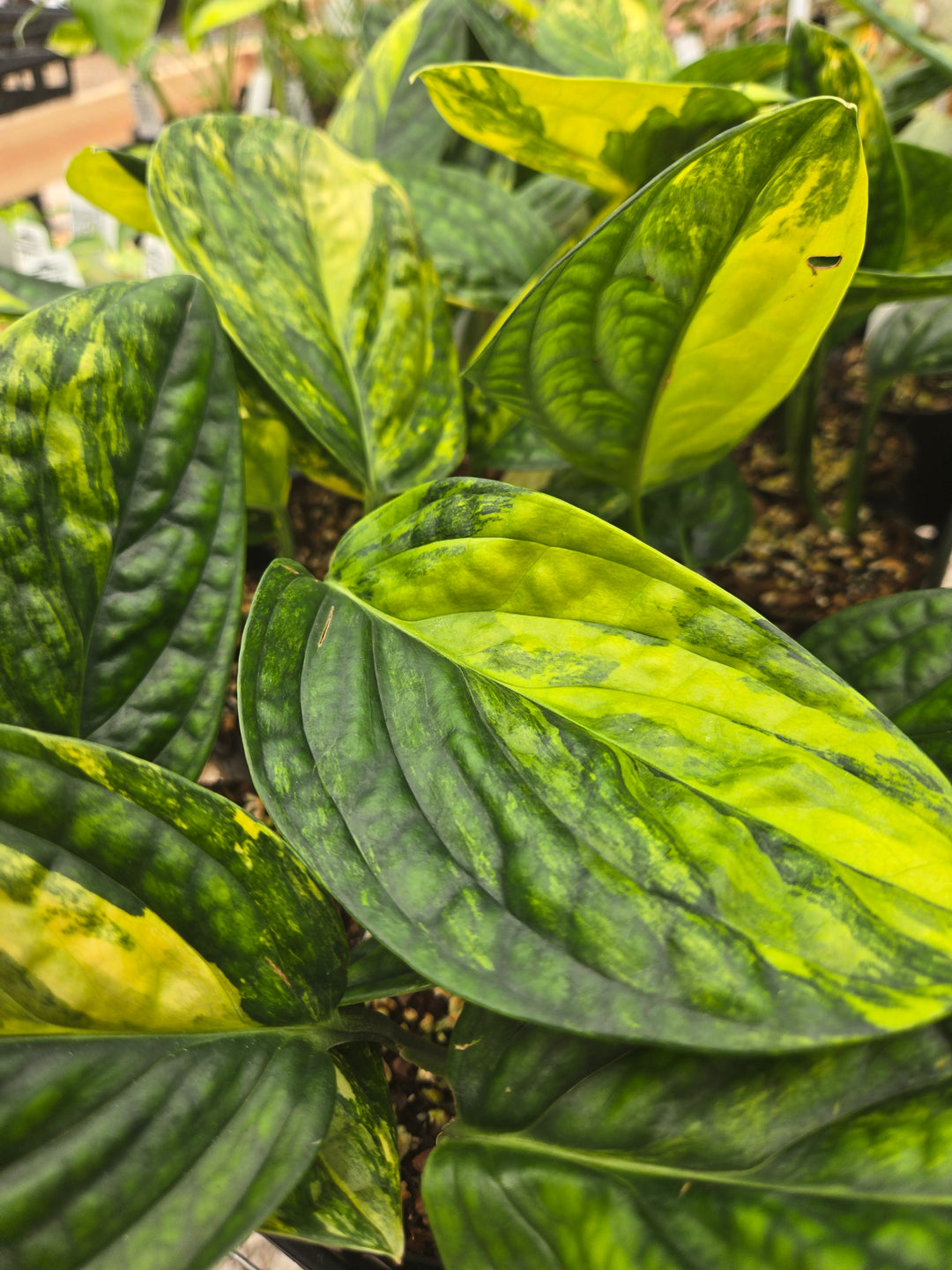 Monstera Variegated Peru (3in)- Growers Choice