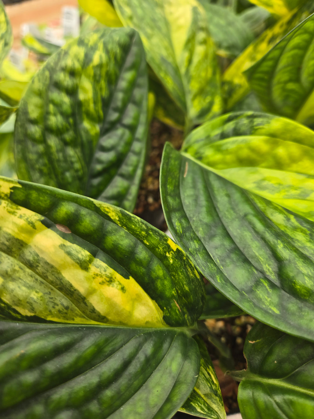 Monstera Variegated Peru (3in)- Growers Choice
