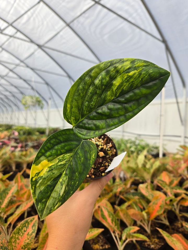 Monstera Variegated Peru (3in)- Growers Choice