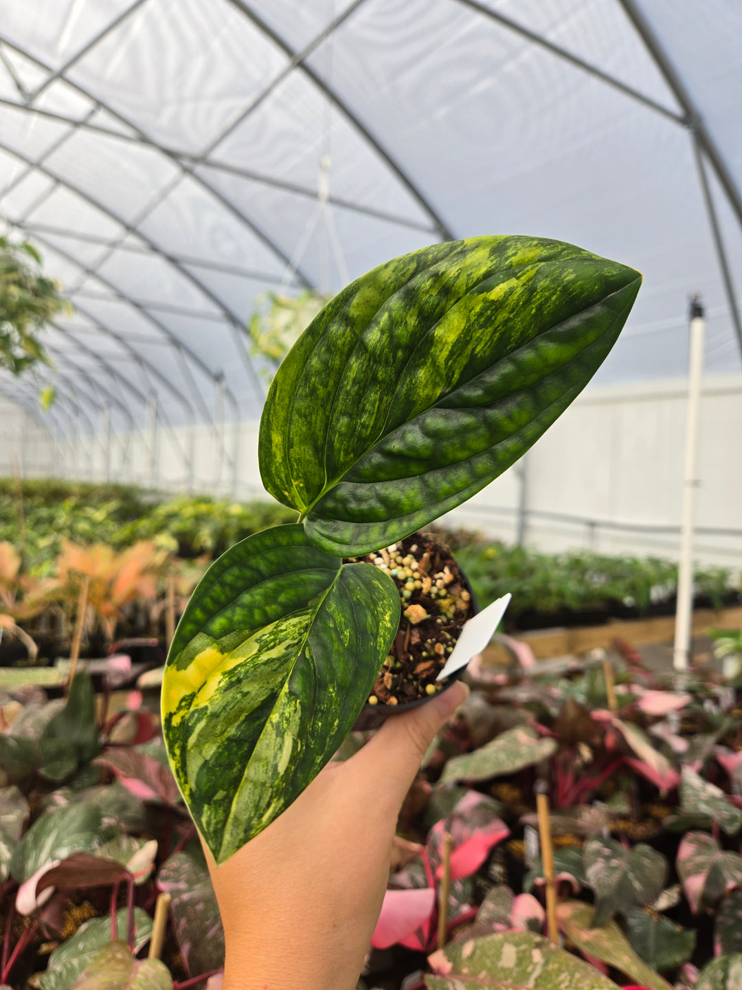 Monstera Variegated Peru (3in)- Growers Choice