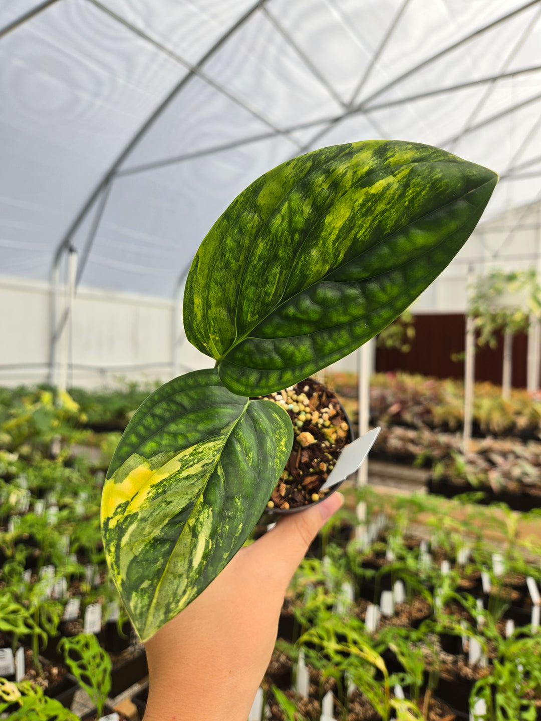 Monstera Variegated Peru (3in)- Growers Choice