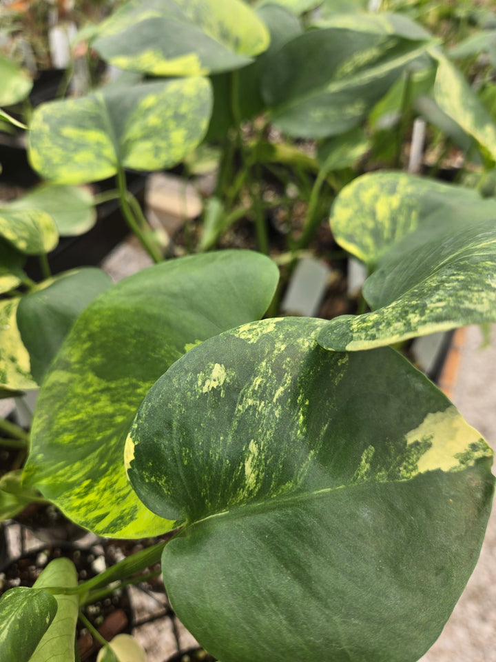 Monstera Deliciosa Yellow Marilyn (3in)- Growers Choice
