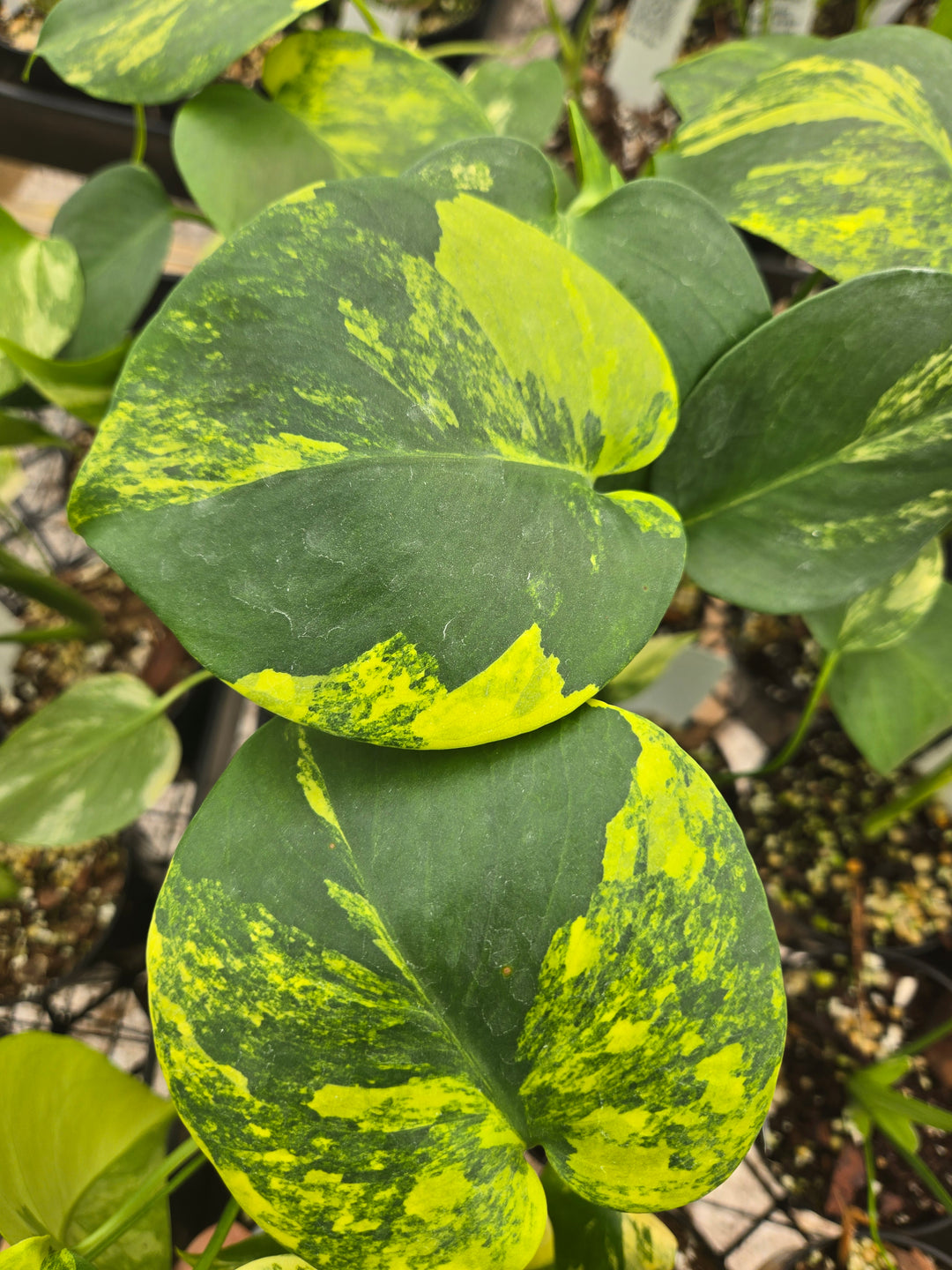 Monstera Deliciosa Yellow Marilyn (3in)- Growers Choice