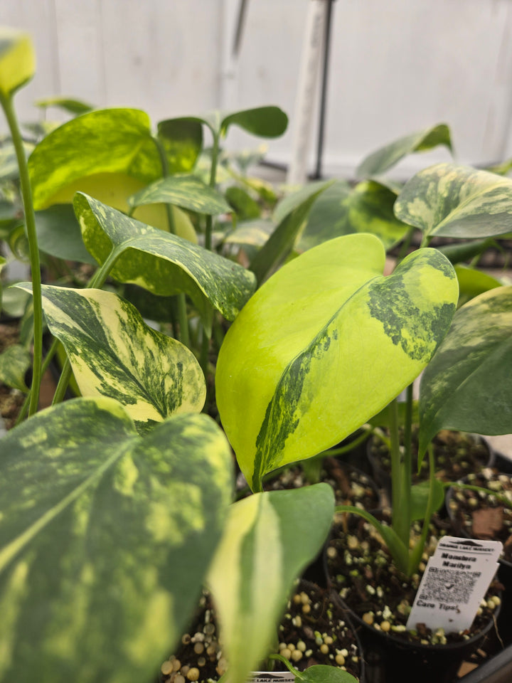 Monstera Deliciosa Yellow Marilyn (3in)- Growers Choice