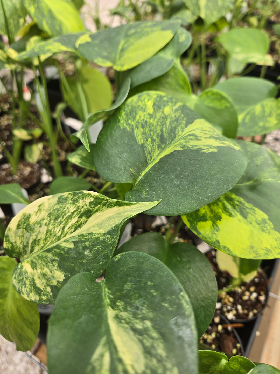 Monstera Deliciosa Yellow Marilyn (3in)- Growers Choice