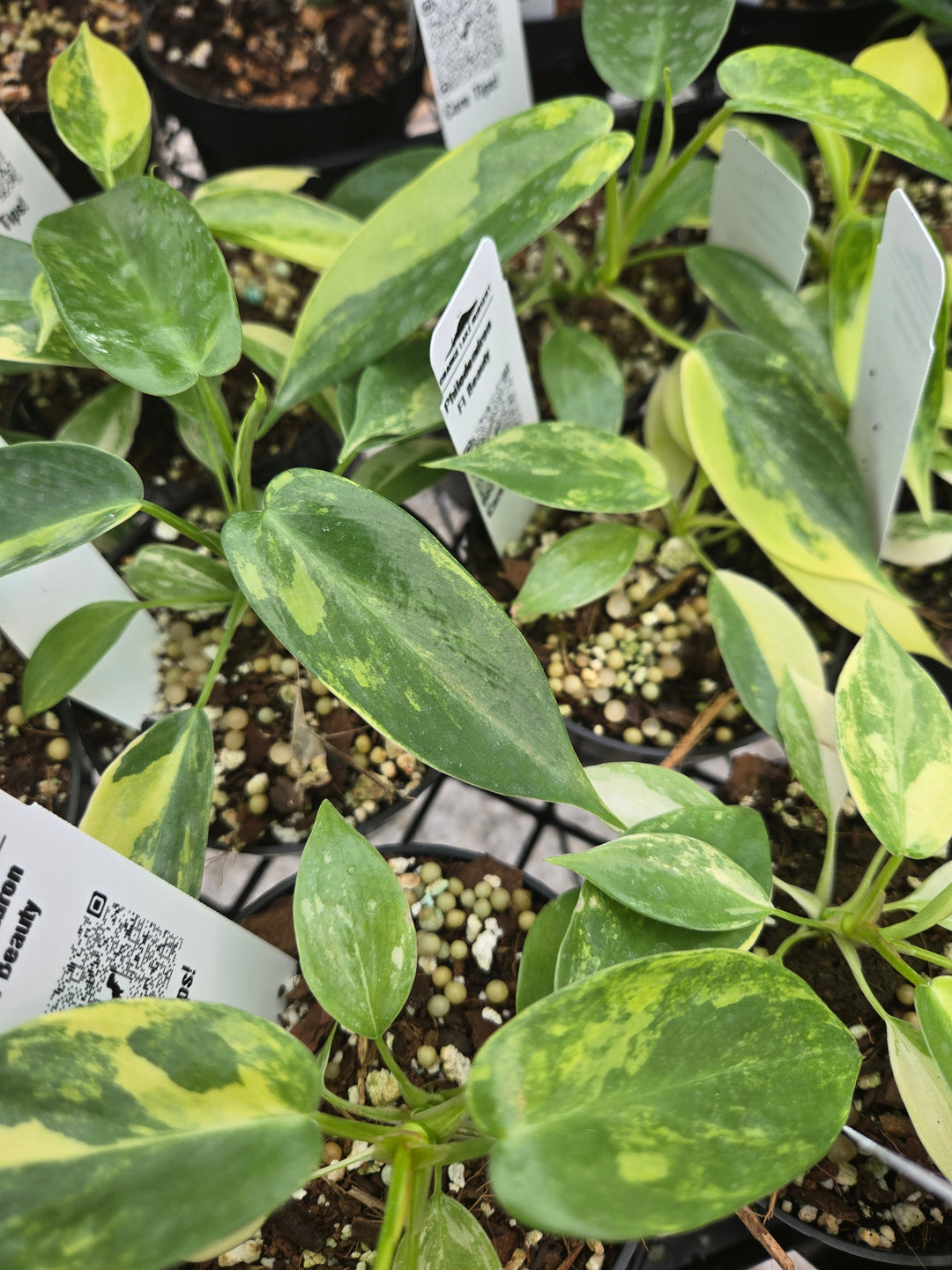 Philodendron Variegated Florida Beauty (3in)- Growers Choice