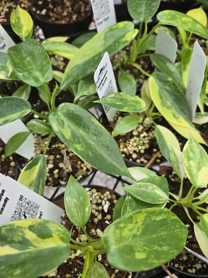 Philodendron Variegated Florida Beauty (3in)- Growers Choice