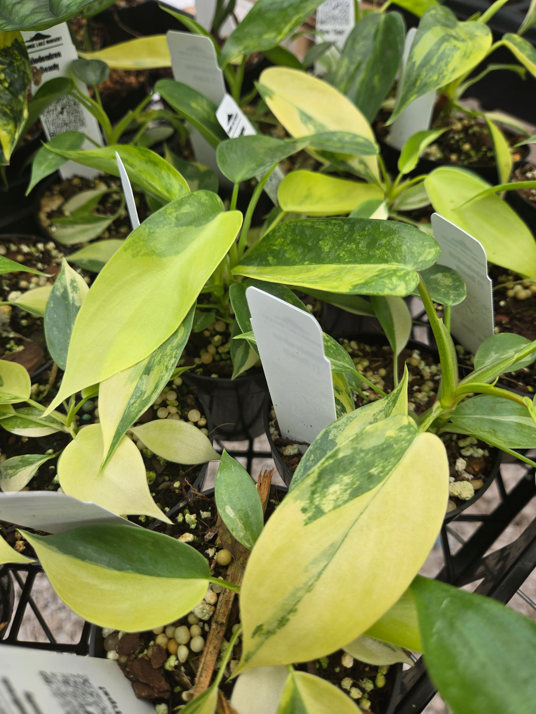 Philodendron Variegated Florida Beauty (3in)- Growers Choice