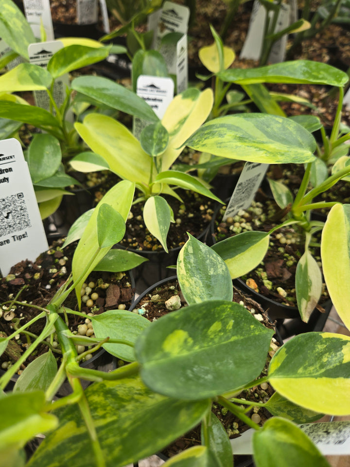 Philodendron Variegated Florida Beauty (3in)- Growers Choice