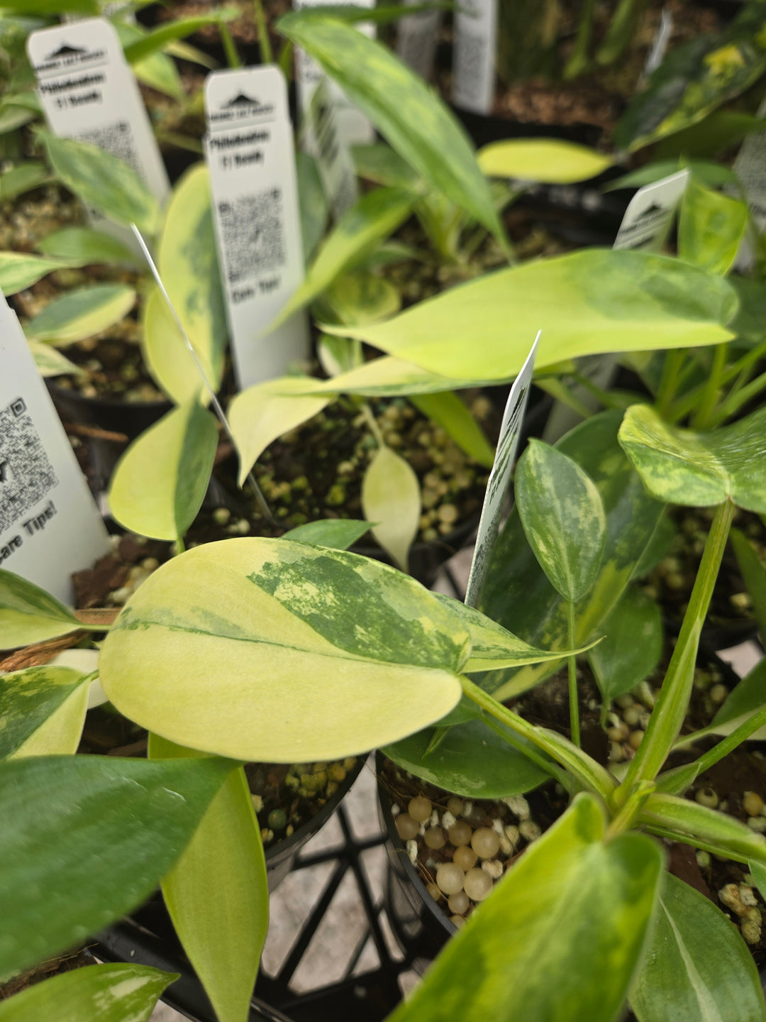 Philodendron Variegated Florida Beauty (3in)- Growers Choice