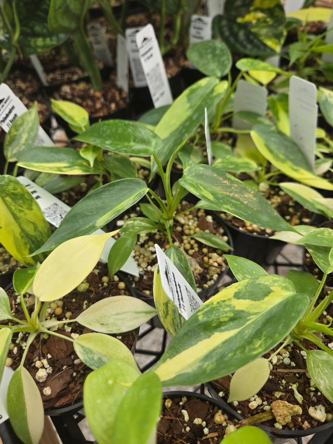 Philodendron Variegated Florida Beauty (3in)- Growers Choice