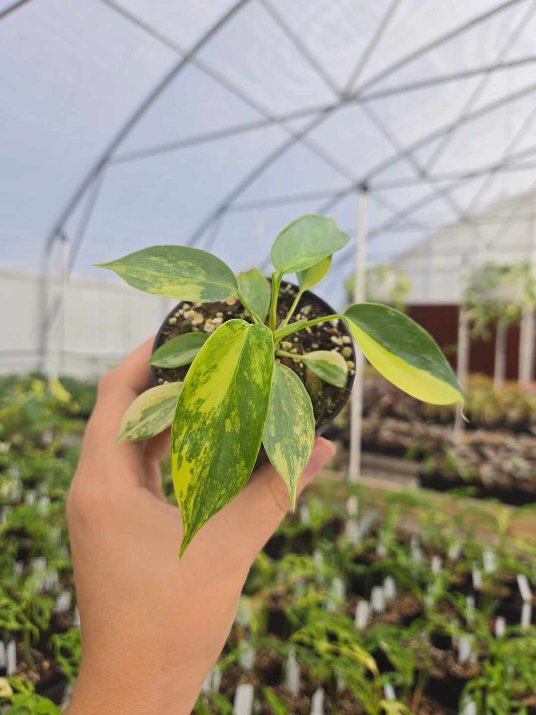 Philodendron Variegated Florida Beauty (3in)- Growers Choice