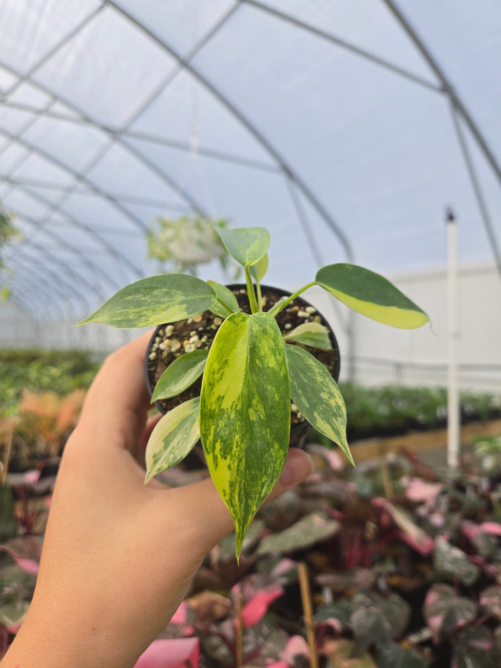 Philodendron Variegated Florida Beauty (3in)- Growers Choice