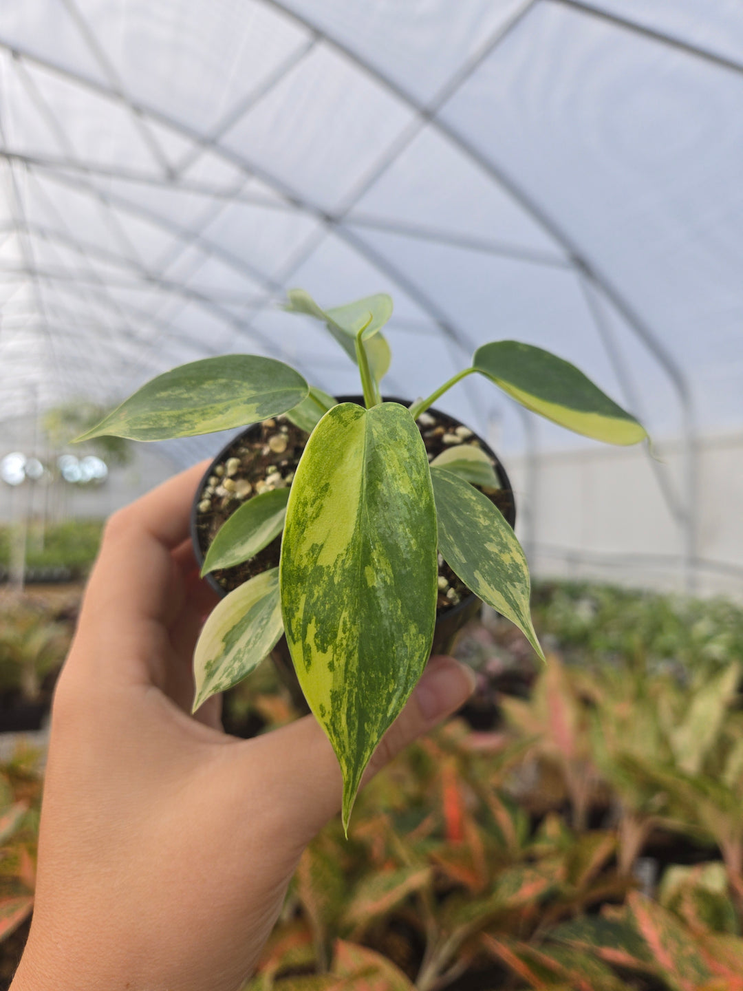 Philodendron Variegated Florida Beauty (3in)- Growers Choice