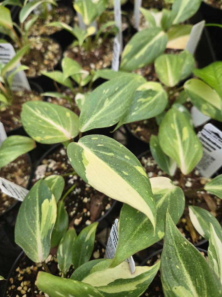Philodendron Gloriosum Tricolor (3in)- Growers Choice