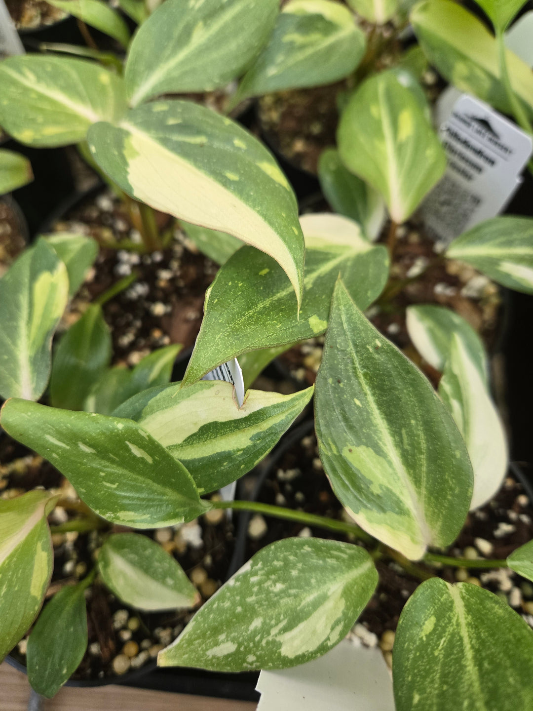 Philodendron Gloriosum Tricolor (3in)- Growers Choice
