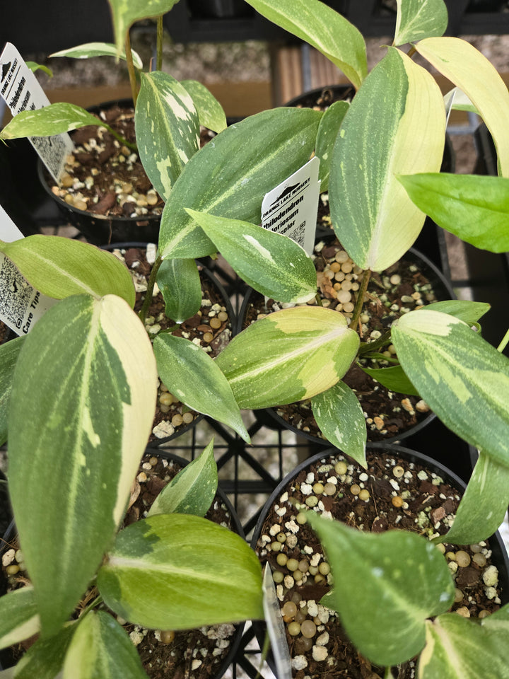 Philodendron Gloriosum Tricolor (3in)- Growers Choice