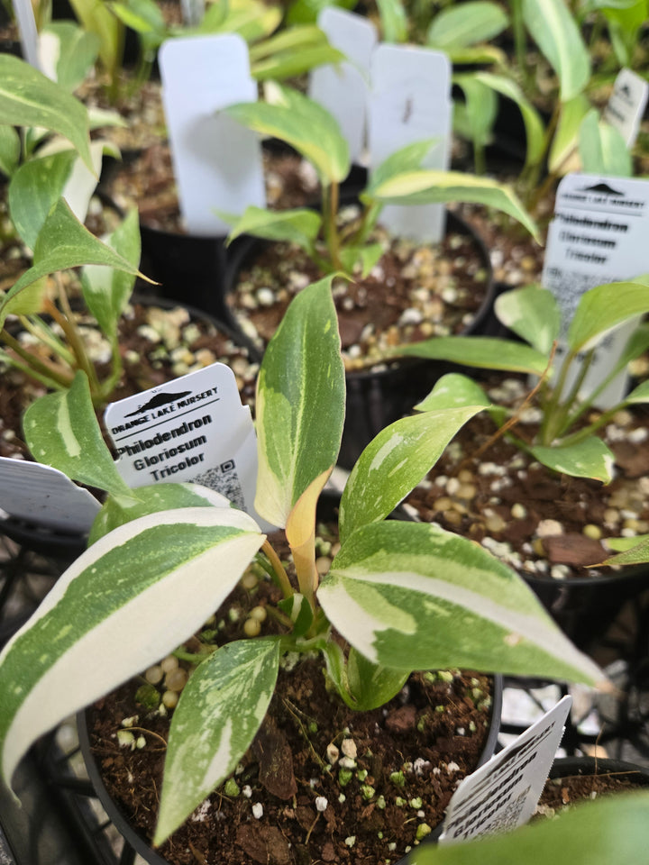 Philodendron Gloriosum Tricolor (3in)- Growers Choice
