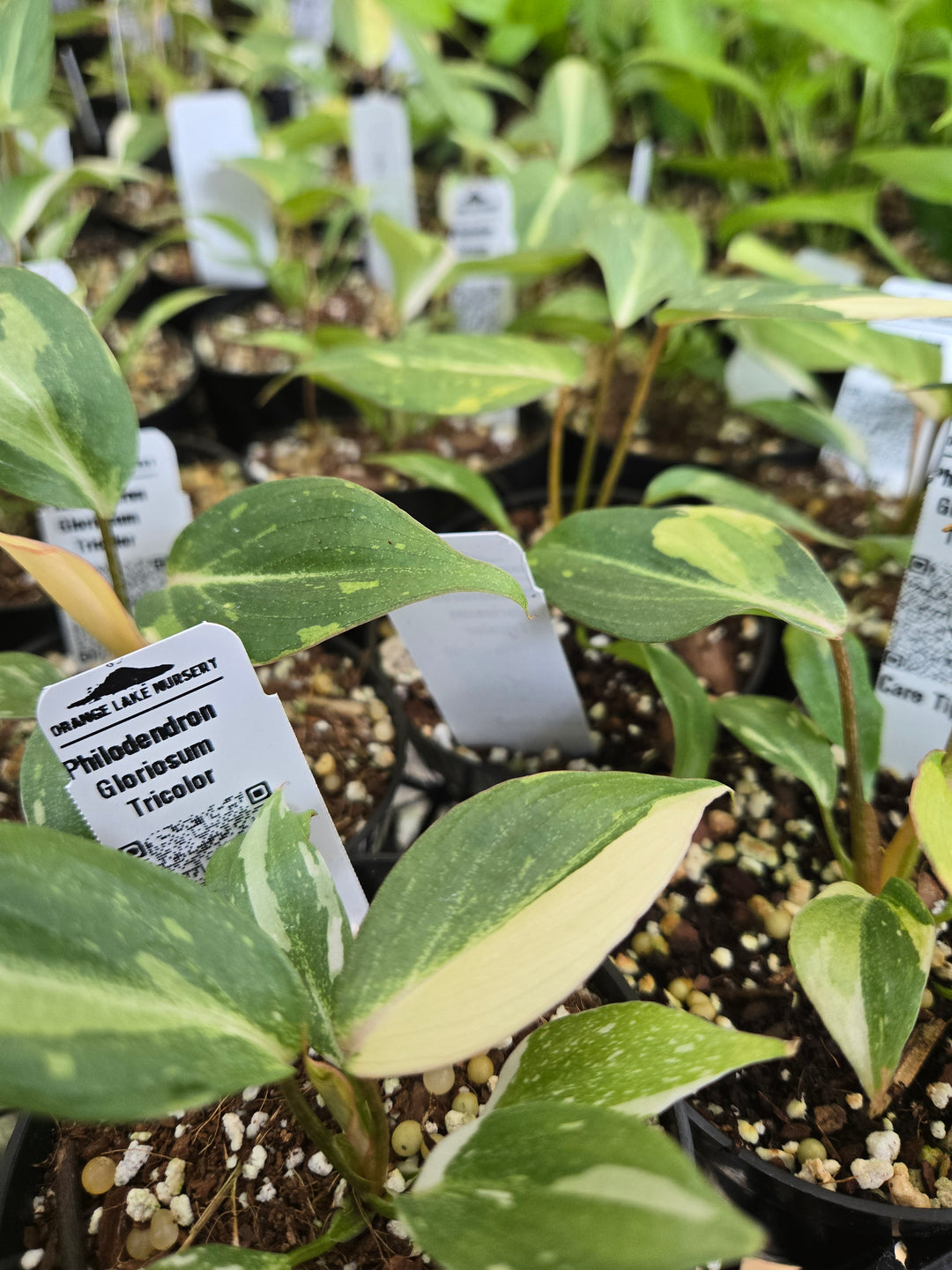 Philodendron Gloriosum Tricolor (3in)- Growers Choice
